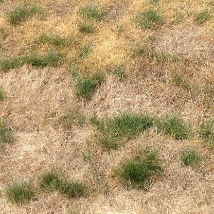 Recognizing The Difference Between Drought Affected Lawns And Pest Infestations